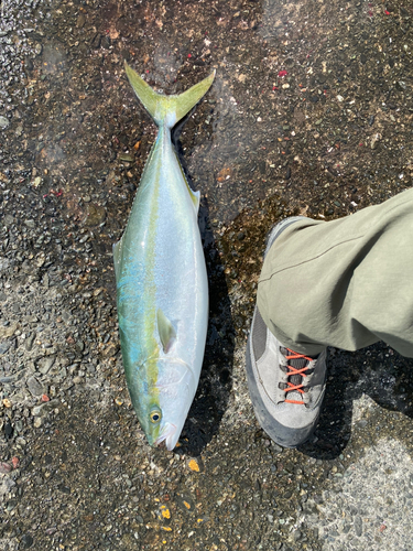 イナダの釣果