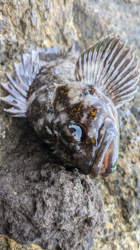 ハチガラの釣果