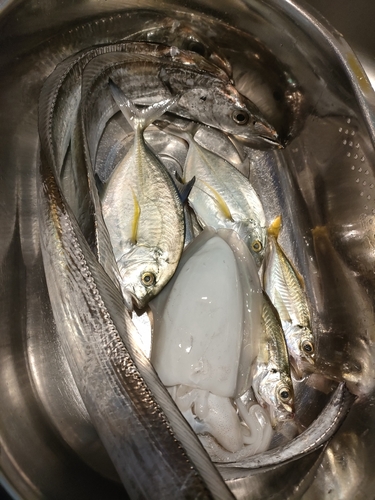 タチウオの釣果