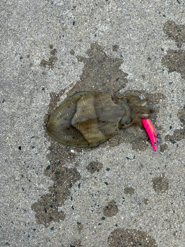 コウイカの釣果