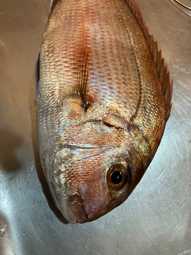 マダイの釣果