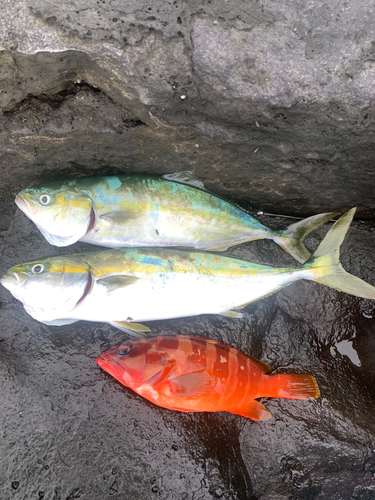 イナダの釣果