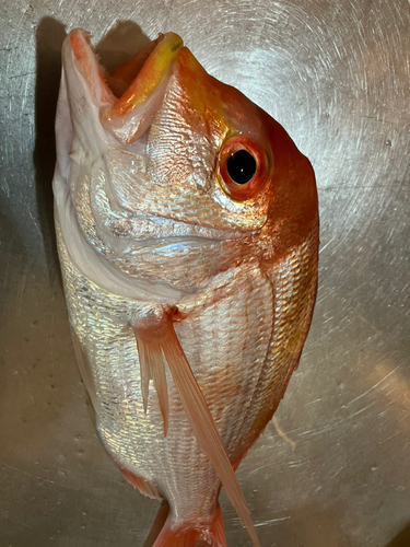 レンコダイの釣果