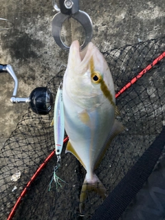 ショゴの釣果