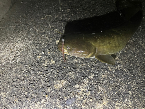 ナマズの釣果