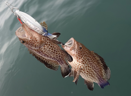 オオモンハタの釣果