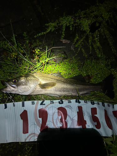 スズキの釣果