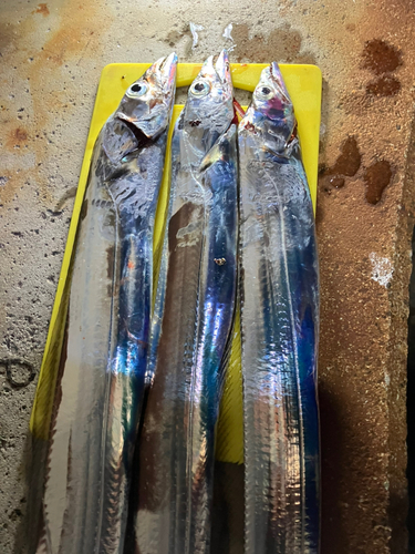 タチウオの釣果