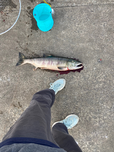 サケの釣果