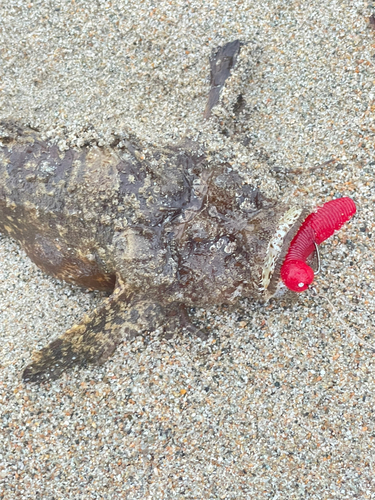 オニオコゼの釣果