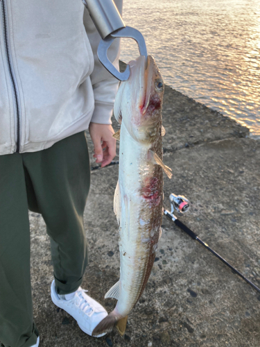 エソの釣果