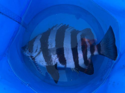 イシダイの釣果