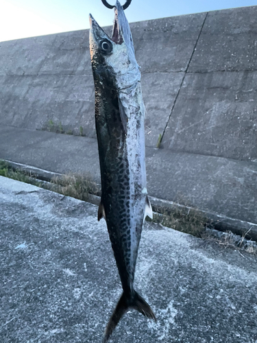 サゴシの釣果