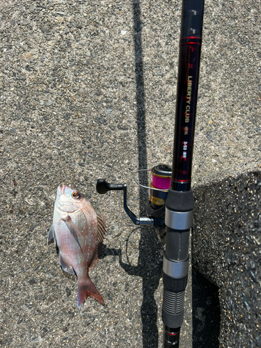 マダイの釣果