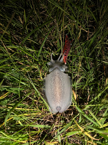 シリヤケイカの釣果