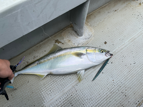 ハマチの釣果