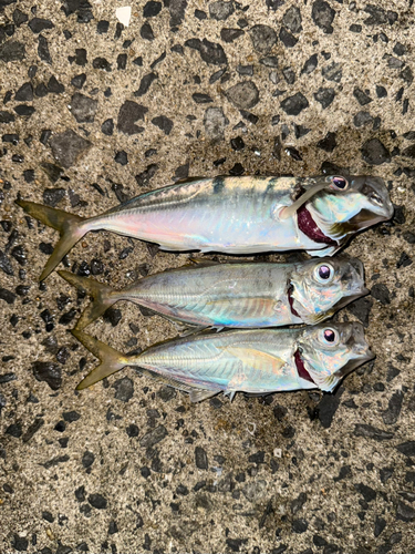 アジの釣果