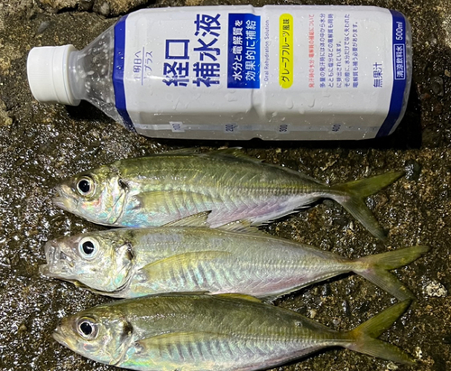 アジの釣果