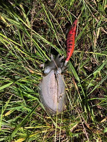 シリヤケイカの釣果