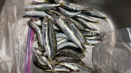 ウルメイワシの釣果