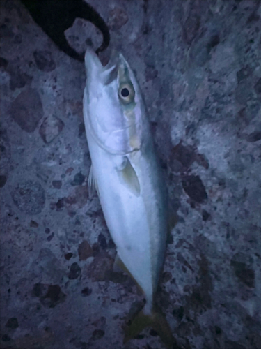 ツバイソの釣果