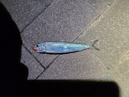 イワシの釣果