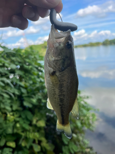 ラージマウスバスの釣果