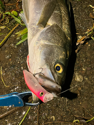 シーバスの釣果