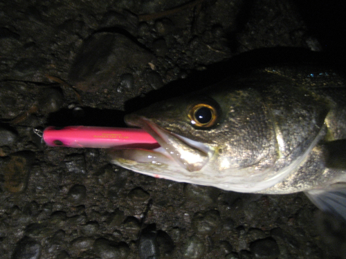 シーバスの釣果