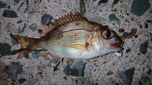 チャリコの釣果