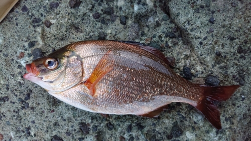 ウミタナゴの釣果