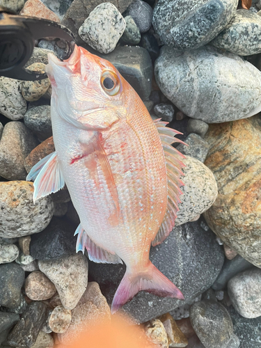 マダイの釣果