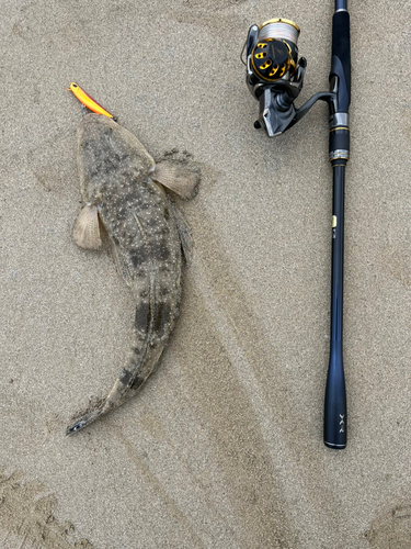 コチの釣果