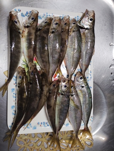 アジの釣果