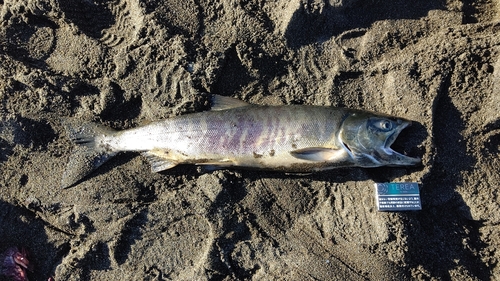 アキアジの釣果