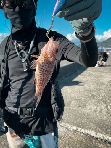 オオモンハタの釣果