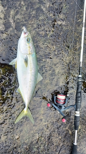 イナダの釣果