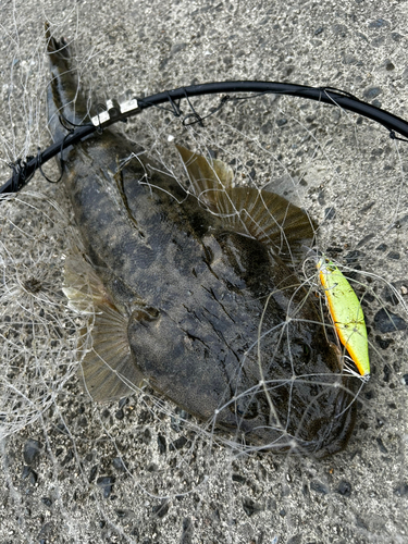 マゴチの釣果