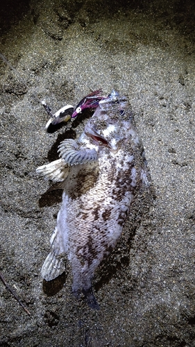 クロソイの釣果