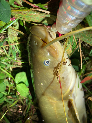 ナマズの釣果