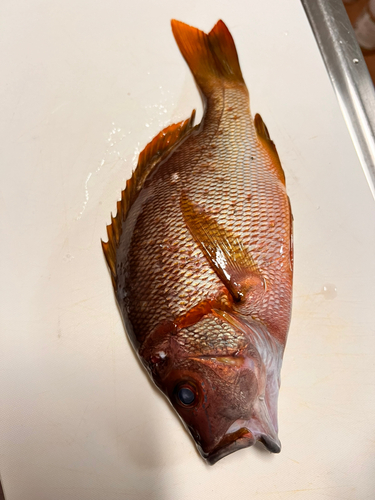 シブダイの釣果