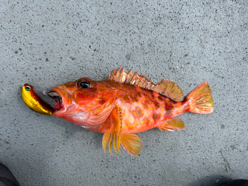 アヤメカサゴの釣果