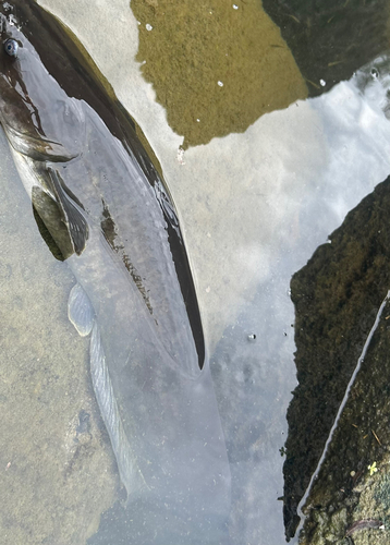 ナマズの釣果