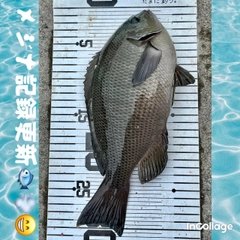 メジナの釣果