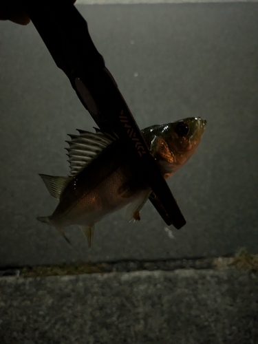 セイゴ（マルスズキ）の釣果