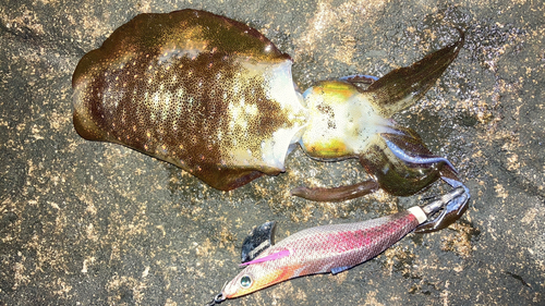 アオリイカの釣果