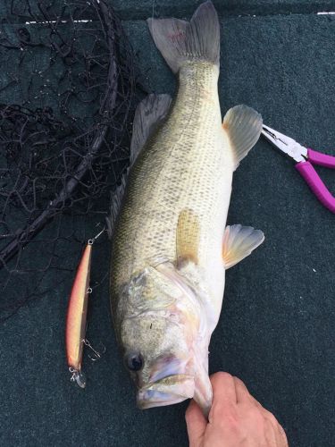 ブラックバスの釣果