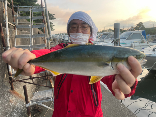 イナダの釣果