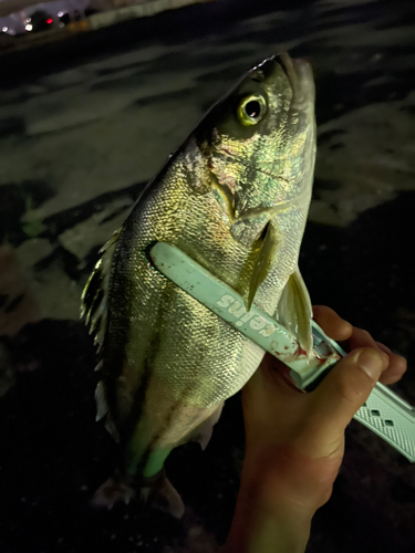 コトヒキの釣果