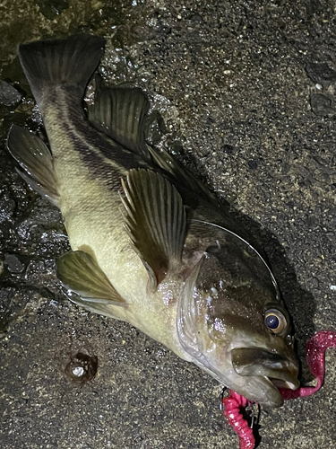 シマゾイの釣果